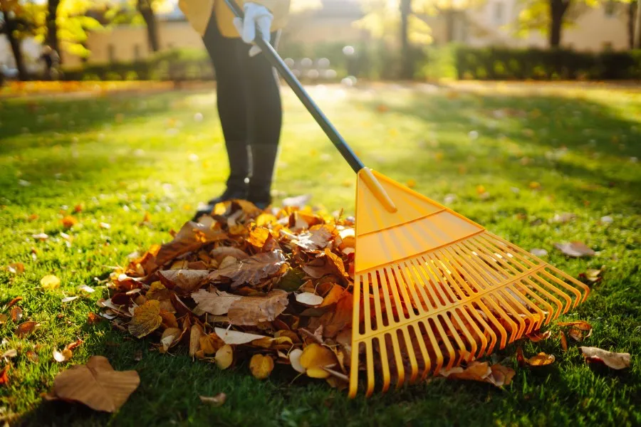 Professional Landscaper